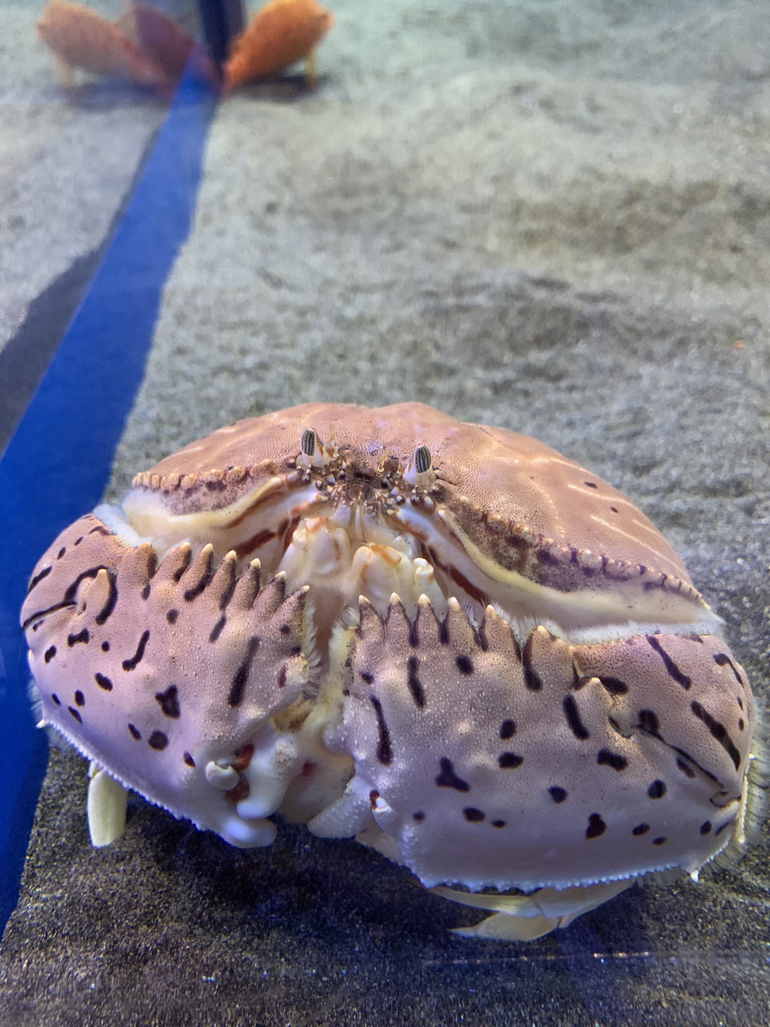 あらいぐまペンギン666 トラフカラッパかわいいよね T Co Kyni9iarug Twitter