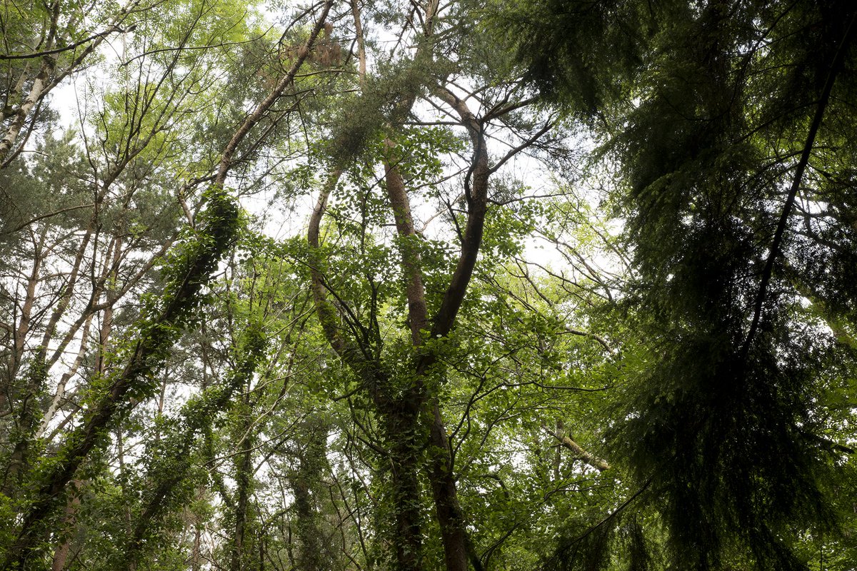 scienceartTWP's tweet photo. Tennis racket tree #stovercountrypark #natureeffects #nature #woodland #summertrees #acesupported https://t.co/n4lGSQ7SUM