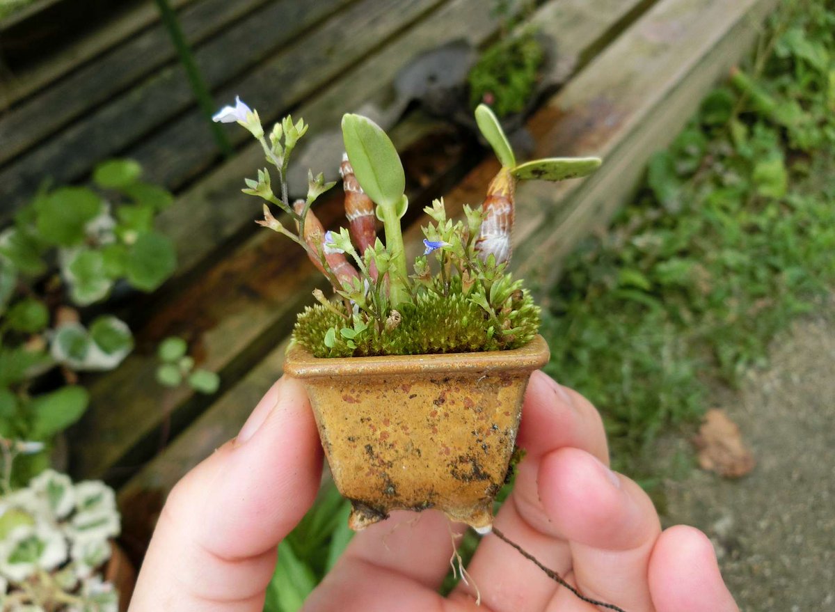 5ｃｍ盆栽 على تويتر 盆栽 Bonsai 添え草 セッコク サギゴケ 昨年植えこんだセッコク 小さいまんまです 花はさすがにこのサイズだと厳しいでしょうかね 汗