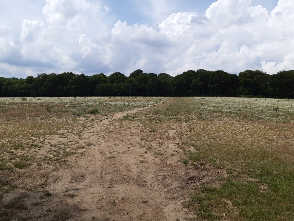 FryerningFrame's tweet photo. Deer at Deerslade Wood, #MillGreen, #Essex again https://t.co/07w0sxB78W