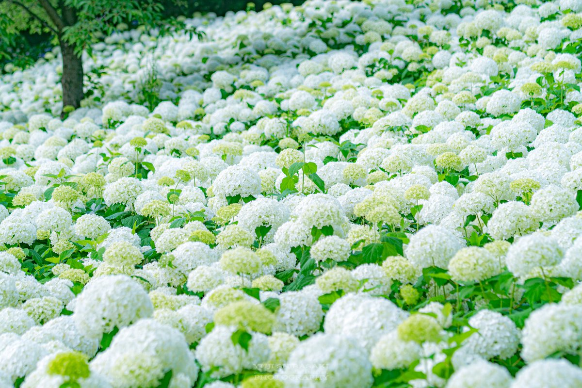 Yuji Shibasaki Photo 権現堂の紫陽花 埼玉県幸手市の権現堂のあじさいが見頃に 本来なら第回あじさいまつりでしたが 今年は中止になっています それでも季節は巡り梅雨の最中 あじさいは色彩豊かに綺麗に咲いております 紫陽花 権現堂
