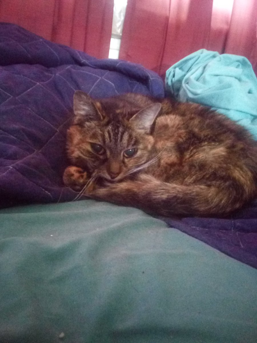 JBeppi's tweet image. We just had to put Freckles to rest she was badly sick... R.I.P :'(