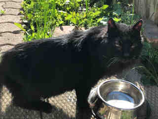 PetfindToronto's tweet photo. #LAKESHORE #SIXTHST Pls RT2unite #FOUND #CAT-6/15 #Toronto Animal Services A862428 #PUBLIC L&F 416-338-7297 BLACK DMH/?Age https://t.co/a2w8QDr7vT