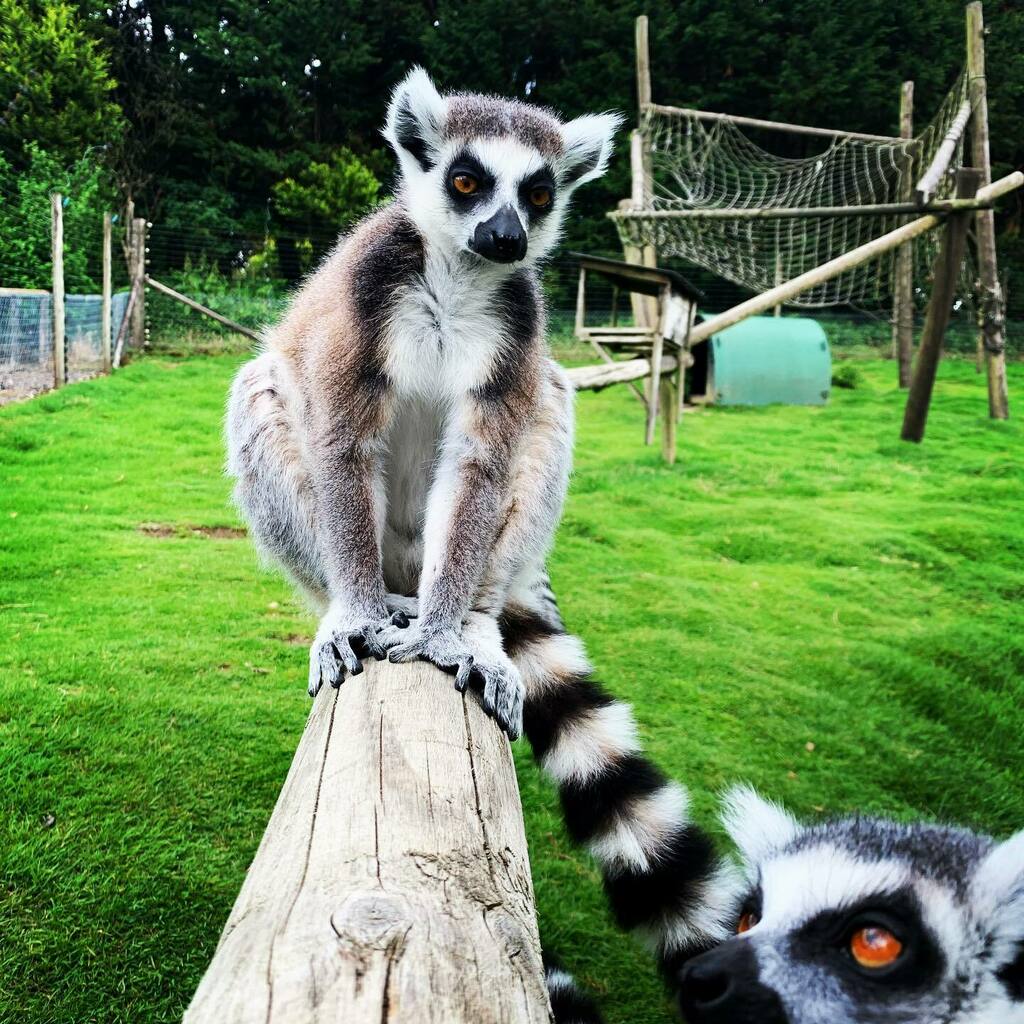 exmoorzoo's tweet photo. We all have that one family member who has to photobomb.... #lemur #prosimian #family #loveanimals #saveourzoo #closedbutstillcaring #devon #lovedevon #northdevon #openingsoon #primatesofinstagram #animalsofinstagram #lemursofinstagram #photobomb
… https://t.co/84omrwCrwd https://t.co/mVnIyPBqvV