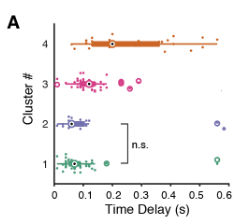 Even more strikingly, the onset region is anatomically separate from primary auditory cortex, but has response latencies that are just as fast. We speculate that this region may receive parallel feedforward inputs rather than just inheriting responses from medial primary areas.