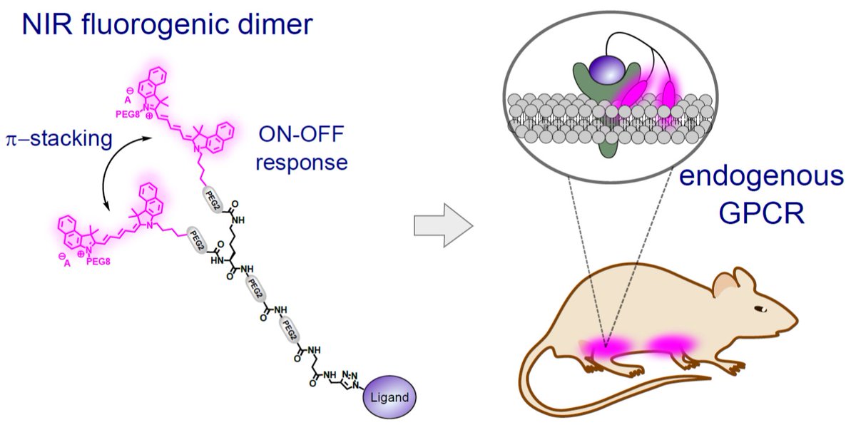 aklymchenko's tweet image. Together with D. Bonnet team we developed #NIR #fluorogenic dimer probe for imaging natively expressed #GPCR #receptors in living mice, just out in @ChemicalScience . Thanks &amp;amp; congrats to all co-authors @IuliiaAKarpenko @Mayeul_Collot @unistra  @CNRS pubs.rsc.org/en/content/art…
