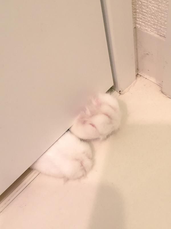 ANGEL |parody| ♡ tweet media