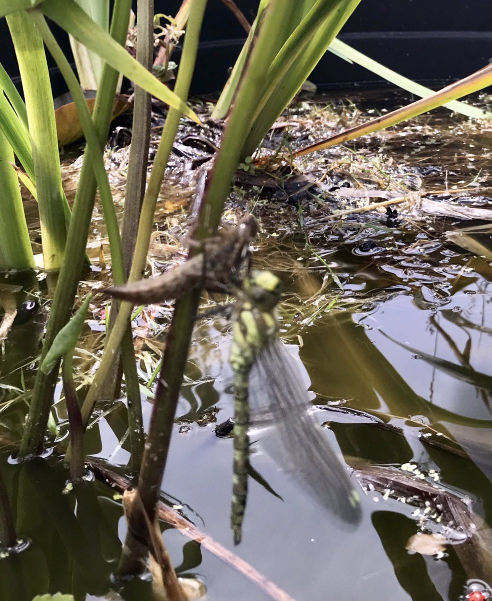KatydeBraux's tweet photo. Wandered past the pond @BohuntSchool and saw (1) a barred grass snake (2) a frog (3) this dragonfly so fresh from its old skin it was still drying off.  Frustratingly poor pic but unexpectedly beautiful moment! @TimAyres3 did you see the snake? https://t.co/PzgTOMbHvw