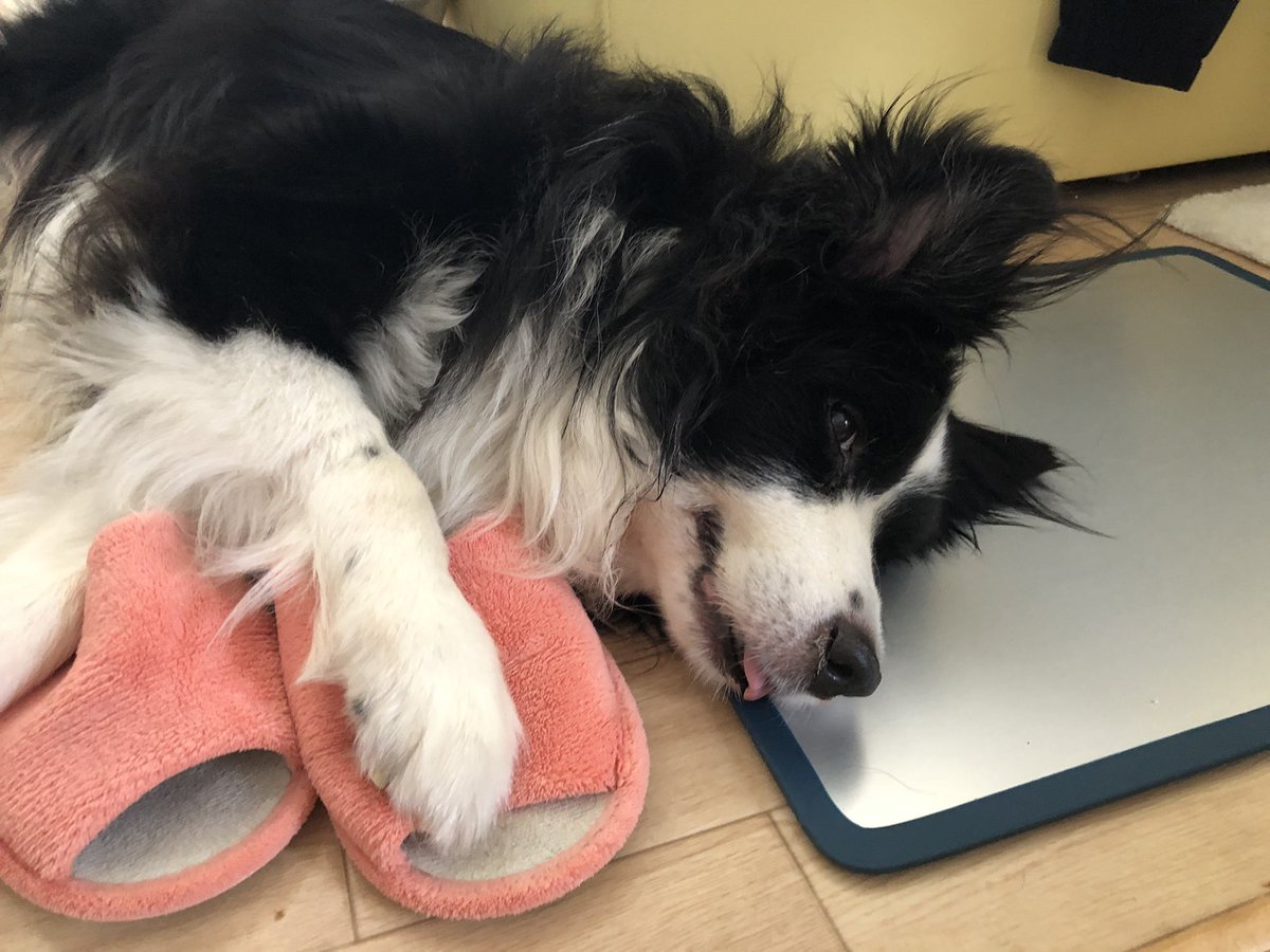 犬のリンパ腫 犬のリンパ腫