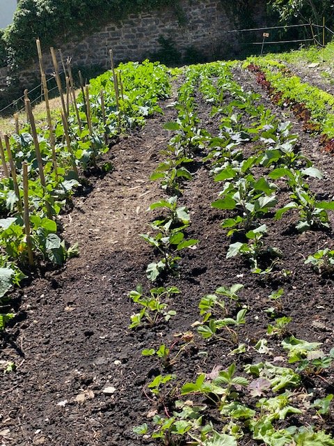 CrousDeCorse's tweet photo. JARDIN PARTICIPATIF
Aujourd'hui première cueillette : salades, concombres, basilic
Rendez-vous dans quelques jours pour la suite....
#onjardine #cestboncestbio # onchouchoutenosétudiants https://t.co/DTbclX3gd3