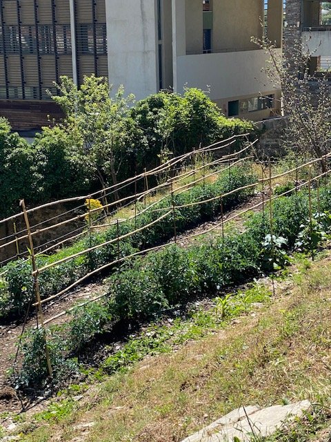 CrousDeCorse's tweet photo. JARDIN PARTICIPATIF
Aujourd'hui première cueillette : salades, concombres, basilic
Rendez-vous dans quelques jours pour la suite....
#onjardine #cestboncestbio # onchouchoutenosétudiants https://t.co/DTbclX3gd3