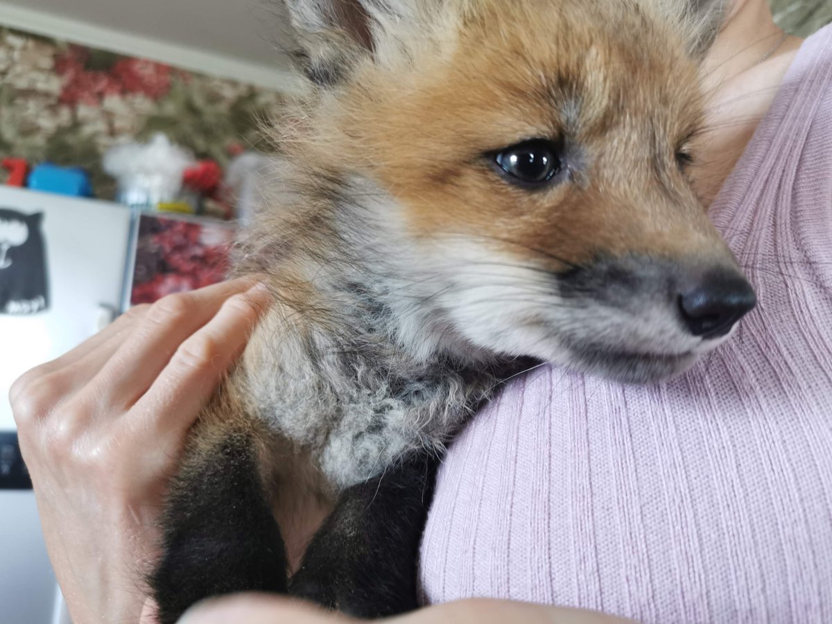 FunnyFoxyPride's tweet photo. Welcome the new member of our family - Foxie Fox

#FoxieFox #FunnyFoxyPride https://t.co/Nqci5Mp368