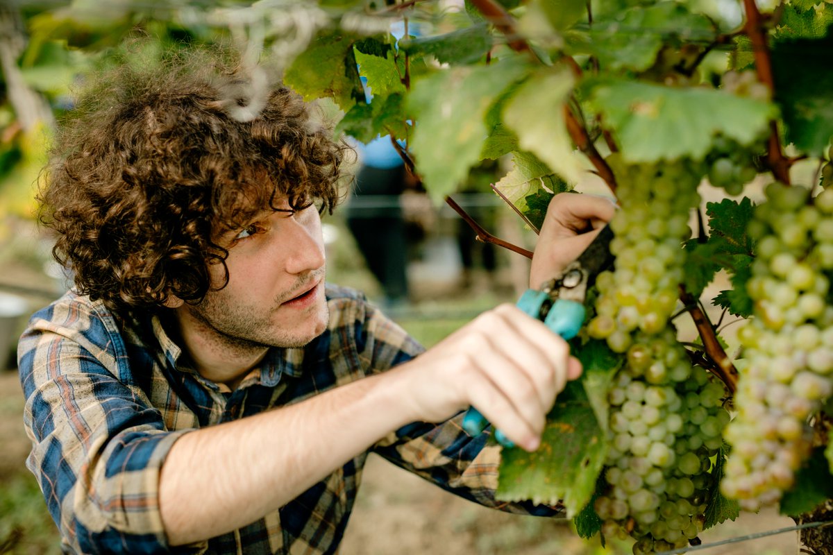 GroupSwirl's tweet photo. #Purepotential Georgia is an ancient wine region with deep roots in every family & community, last few yrs boom in registered wineries; in 2016, 402 registered wineries, in 2019, 1088!So much wine talent in Georgia!
#georgianwineuk #qvevriwine #WinesofGeorgia #Georgianwine #swirl https://t.co/kpWaQROWvf