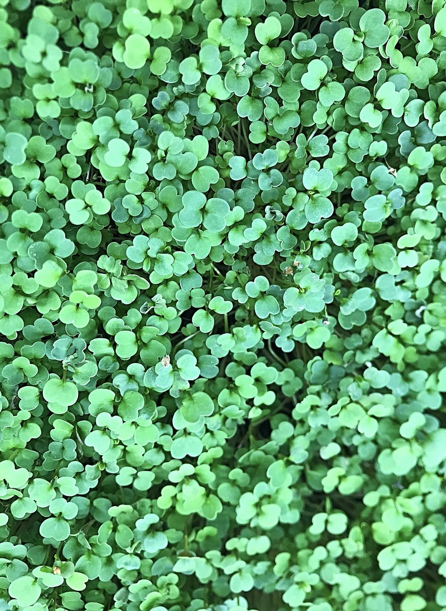 GameTimeGreens's tweet photo. Our Brassicas Are Back ! 👨🏿‍🌾Healthy harvest of our micro arugula, broccoli, and mustard (wasabi).🌱Contact us today to be added to this weeks delivery route! ·
·
Stay tuned for an exciting announcement from our owner!👷🏿‍♂️ https://t.co/oLPdMzyphS