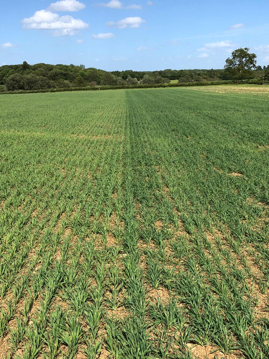 This image was taken at our Brackley iFarm

Left vs Right
No starter Fertiliser vs Agrii-Start
The biomass and colour difference is remarkable.

See more from our R&amp;D network at our Summer Virtual Events

agrii.co.uk/summerevents/