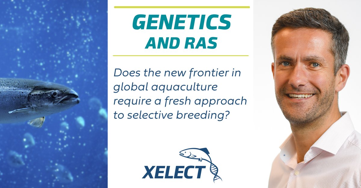 Vannamei shrimp farming in Scotland? Atlantic salmon in China? The increasing sophistication of RAS farms changes everything when it comes to selective breeding and genetics. Operations Director Dr. Tom Ashton explores the implications in our latest blog: xelect-genetics.com/genetics-and-r…