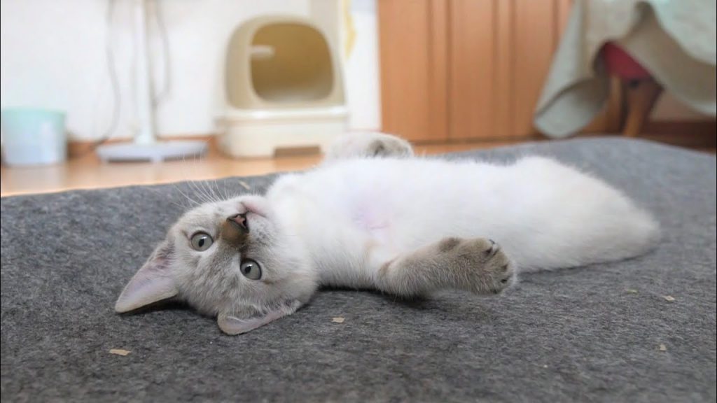 可愛い猫動画 Ageabgea Twitter