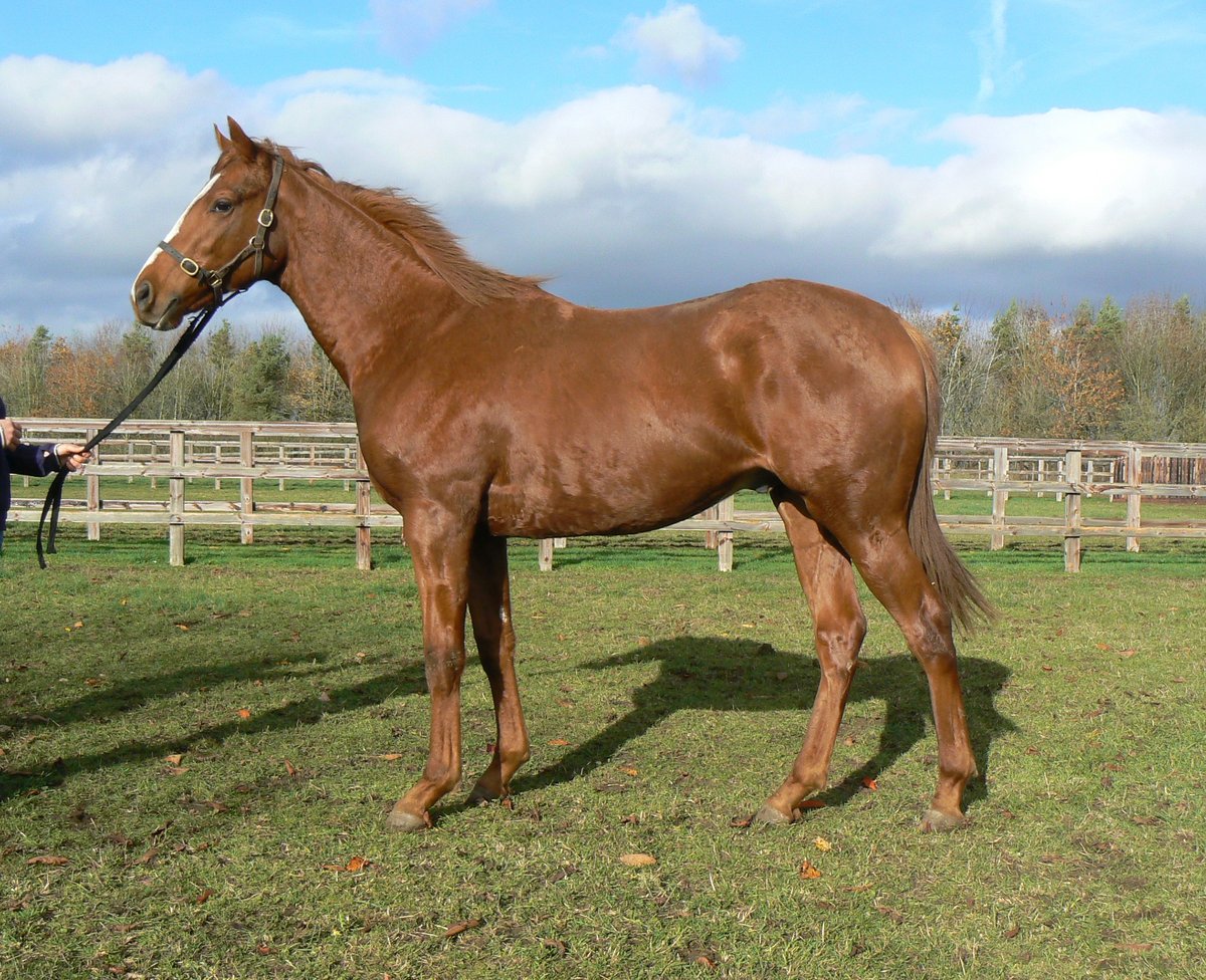 Kirtlington Stud (@kirtlingtonstud) on Twitter photo Trick Of The Mind (2017 Intello/Carding) won easily in France on Sunday in his second start for trainer @Yannbarberot and owner/breeder <a href="/KirtlingtonStud/">Kirtlington Stud</a> & Mr Paddy Finlason. He was foaled <a href="/HarasLDC/">Powell Richard</a>. Congratulations all connections Trick Of The Mind (2017 Intello/Carding) won easily in France on Sunday in his second start for trainer @Yannbarberot and owner/breeder <a href="/KirtlingtonStud/">Kirtlington Stud</a> & Mr Paddy Finlason. He was foaled <a href="/HarasLDC/">Powell Richard</a>. Congratulations all connections