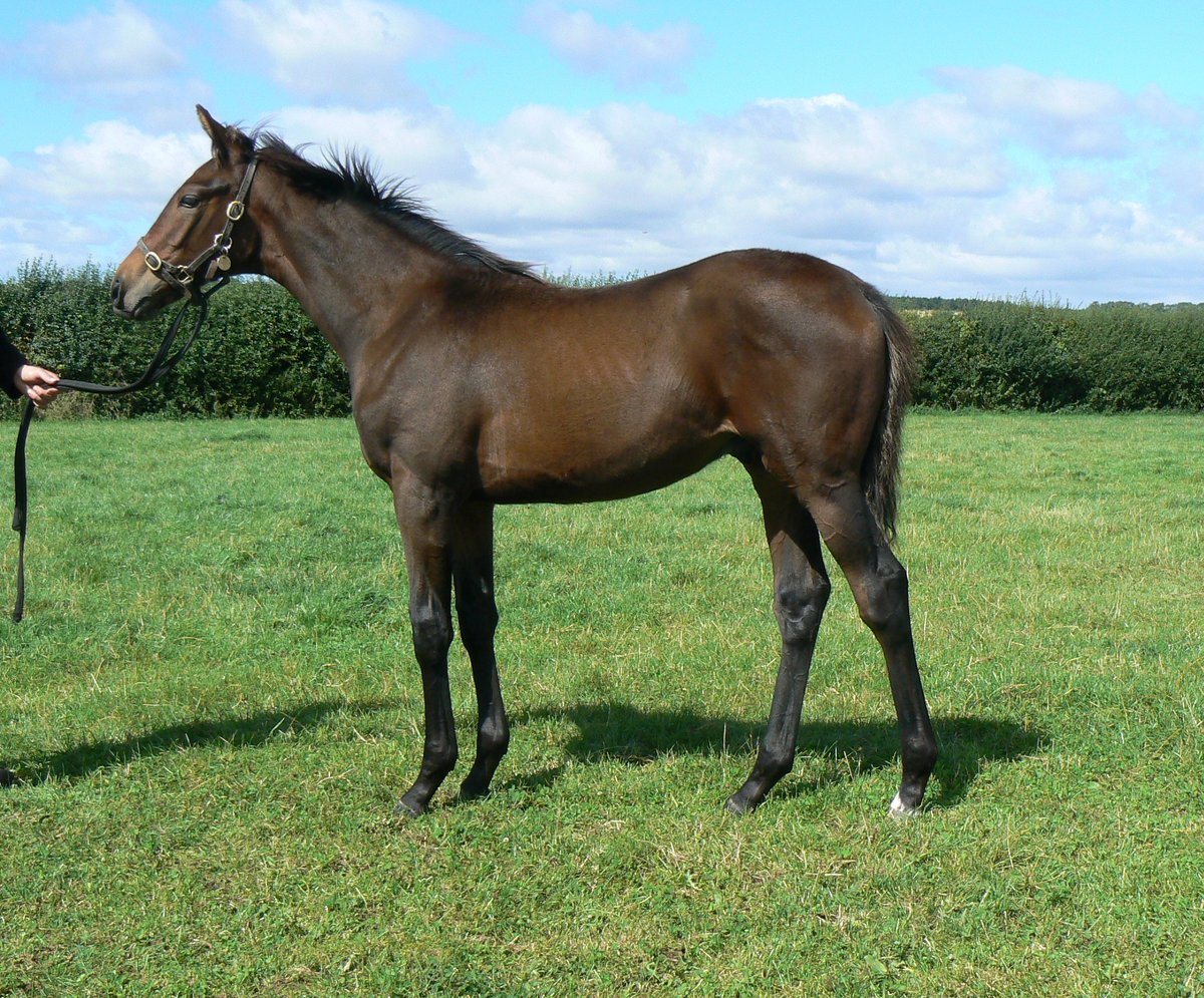 Kirtlington Stud (@kirtlingtonstud) on Twitter photo Stag Horn (2017 Golden Horn/Starfala) won well at Goodwood on Monday for trainer <a href="/Archie_Watson/">Archie Watson Racing</a> and owner/breeder Ben & Sir Martyn Arbib. He was foaled and raised <a href="/KirtlingtonStud/">Kirtlington Stud</a>. Congratulations all connections. Stag Horn (2017 Golden Horn/Starfala) won well at Goodwood on Monday for trainer <a href="/Archie_Watson/">Archie Watson Racing</a> and owner/breeder Ben & Sir Martyn Arbib. He was foaled and raised <a href="/KirtlingtonStud/">Kirtlington Stud</a>. Congratulations all connections.