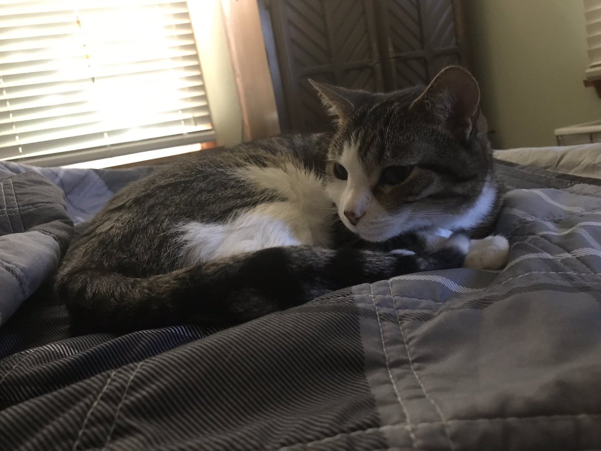 BooCatDaily's tweet image. In today’s Daily Boo, I have a very nice tail. #CatsOfTwitter #TinyTiger #CurlUp