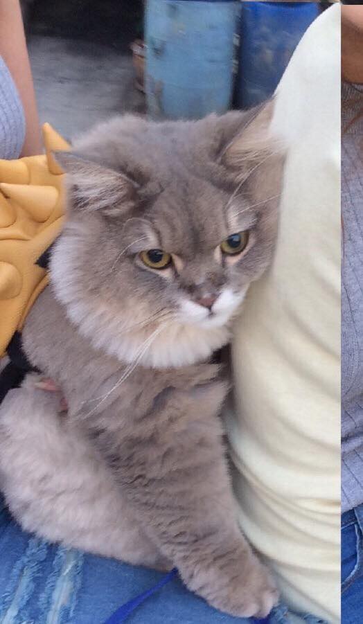 bonebonebot's tweet image. 