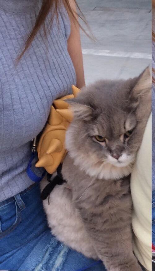 bonebonebot's tweet image. 