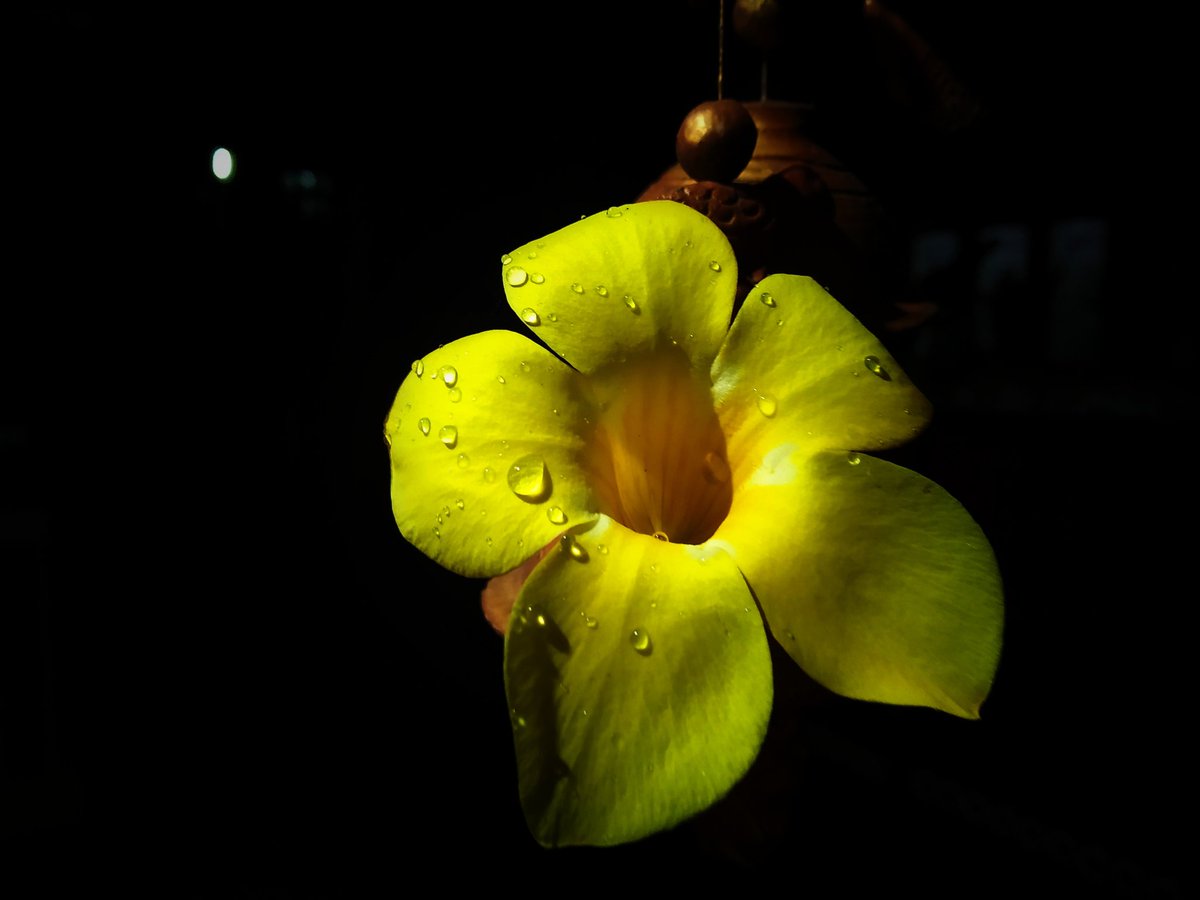Flowers... Every one enjoy it's aesthetic value. But after certain stage it become a garbage.. Oru life is like about following trends only.