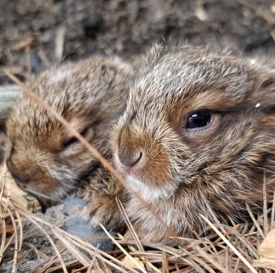 I'm late on #NaturePhotographyDay but I'd thought I'd share anyways. Two bunnies on Sisco Lake in <a href="/Algonquin_PP/">Algonquin Provincial Park</a> 
#NaturePhotography #bunnies #camping #nature #algonquinpark