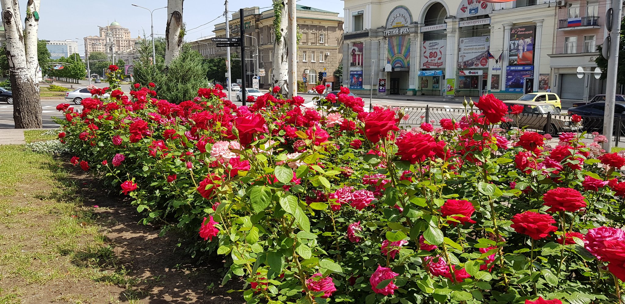 Клумбы с розами в Донецке