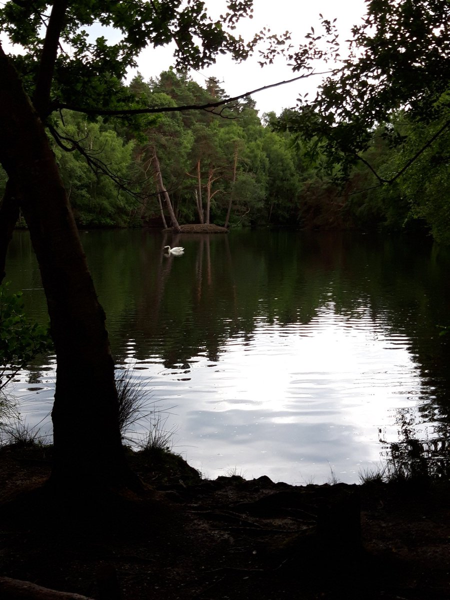 dollyhonda's tweet photo. Discovering Simon's Wood and Finchampstead Ridges for the first time. Lots of squirrels. Avoided the storm and rain 👍 @nationaltrust #simonswood #finchampsteadridges #gotabitlost #wokinghamrocks #centenarywalk #wokingham #finchampstead https://t.co/7rvnnSSeRG