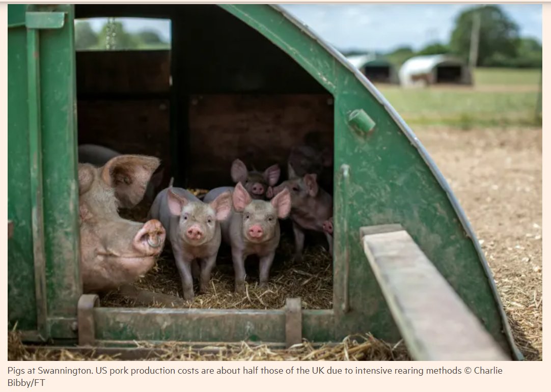 Rob Mutimer's pigs have straw, a wallow, outdoor space - he does NOT use sow stalls (banned in UK in 1999) or additives like Ractopamine (also banned in EU, China and beyond)....that means lots more cost. /4Pix by brill  @ft photog Charlie Bibby
