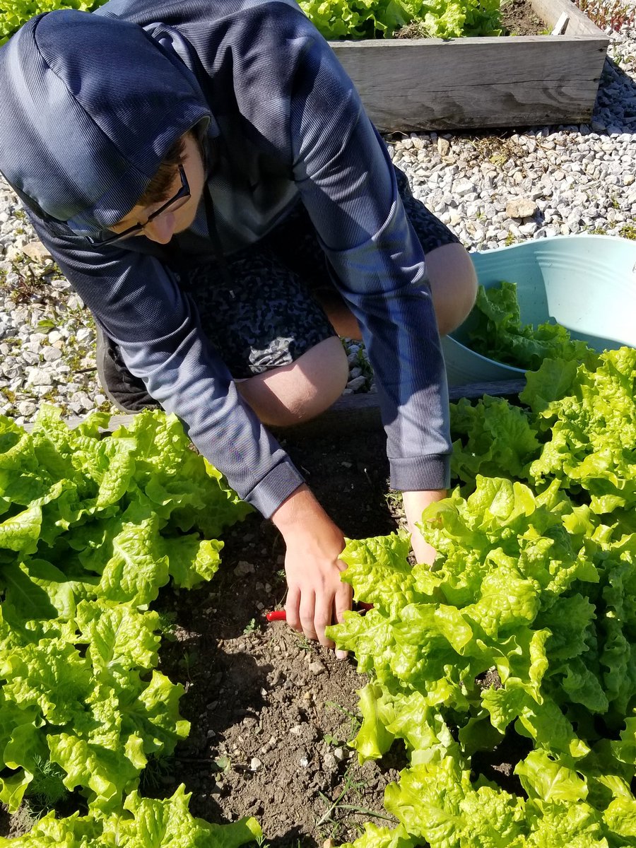 mjamesagd's tweet photo. CPU Garden Club donated over 50 bags of lettuce to the CPU Food Bank during the last 2 weeks! Super proud of their work! #CPUSchools #CPUActivities #CPUNation @rlibolt π€ππ₯¬ https://t.co/7wv4fiR2mC
