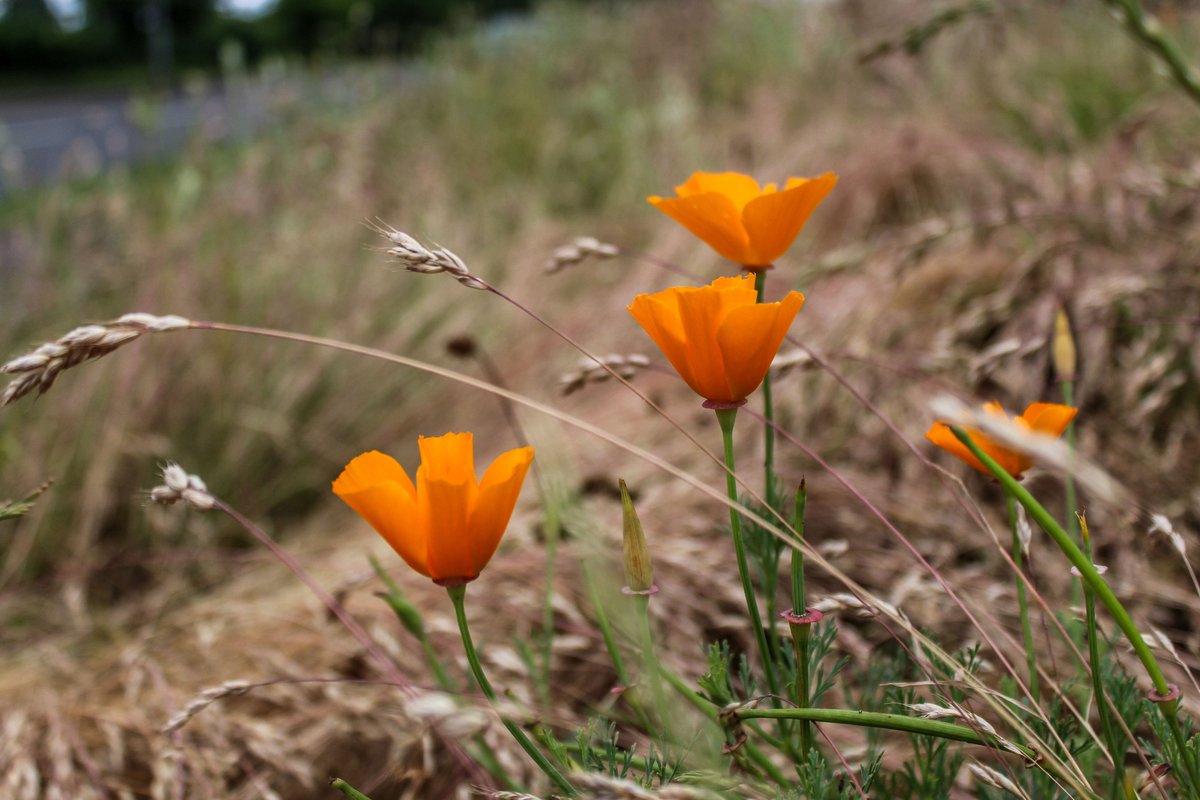 It's Wildflower time of year again. Make sure you share all of your #Wildflower photos in and around Exeter with us and <a href="/DevonWildlife/">Devon Wildlife Trust</a> again this year. 

Read more: news.exeter.gov.uk/go-wild-in-the…
