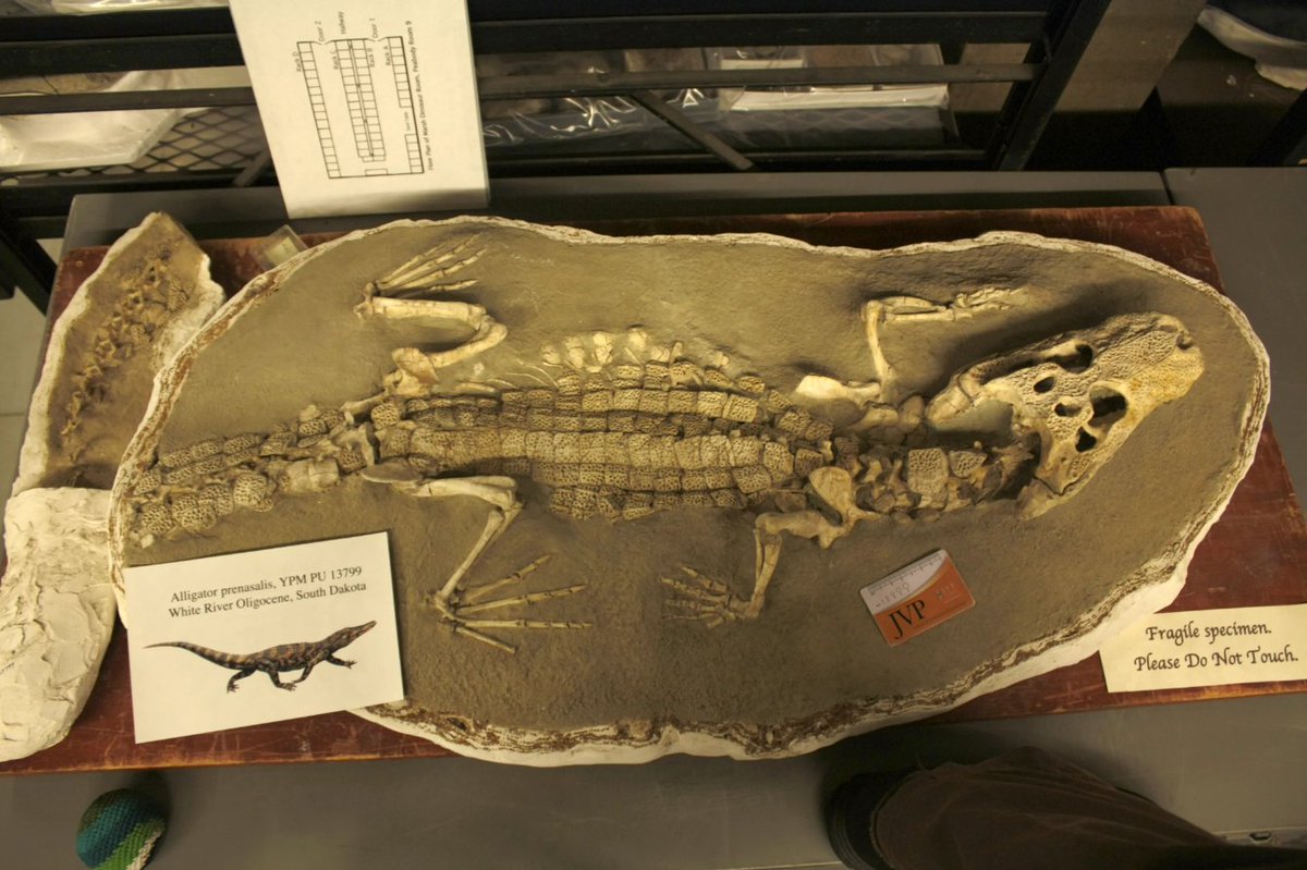 It's  #WorldCrocDay! I don't talk about it much on here 'cause...I'm honestly still not over the trauma grad school caused...but I study alligatorines (everything closer to American  #Alligators than to Spectacled Caimans). And I'm gonna talk a bit about 'em today.