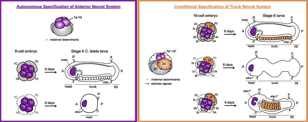 Dev_Bio_Journal's tweet photo. #DBteaser #DBfeatures #DevBio
"Decoupling brain from nerve cord development in the annelid Capitella teleta: Insights into the evolution of nervous systems" by @Allan_littlecar and Néva Meyer (2017).
Read more here -> https://t.co/qeJ4bHdHCY https://t.co/Ae1o8KXdlr