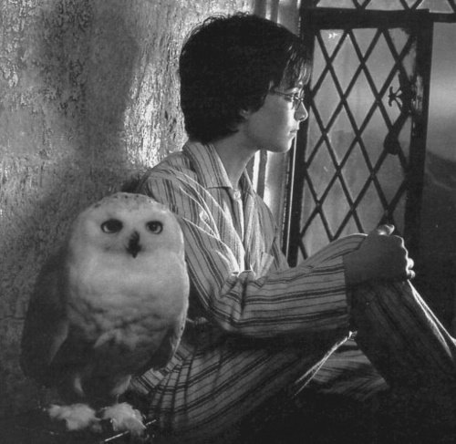 HPotter_France's tweet photo. Harry et la belle Hedwige. https://t.co/bNVQ5XGaV0