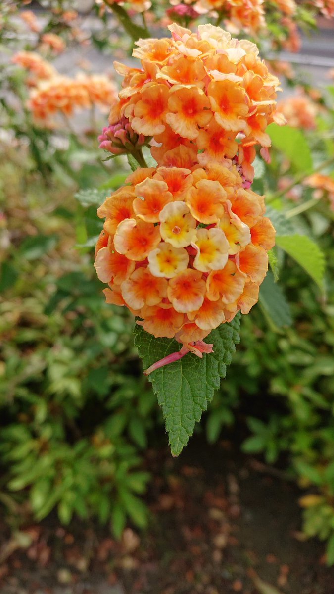 直一文字 そういえば その病院の帰り道ブラブラして撮ったヤツ 紫陽花みたいな花だなぁと思ったけど オレンジ色 黄色 ってあるのかな って調べてみたら ランタナ って花のようで あじさい じゃない ランタナ 和名は シチヘンゲ なん