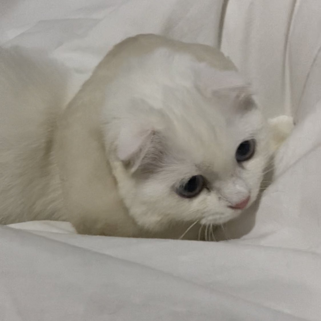 ૮꒰˵• ﻌ •˵꒱ა tweet media