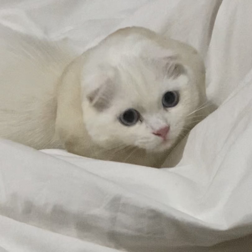 ૮꒰˵• ﻌ •˵꒱ა tweet media