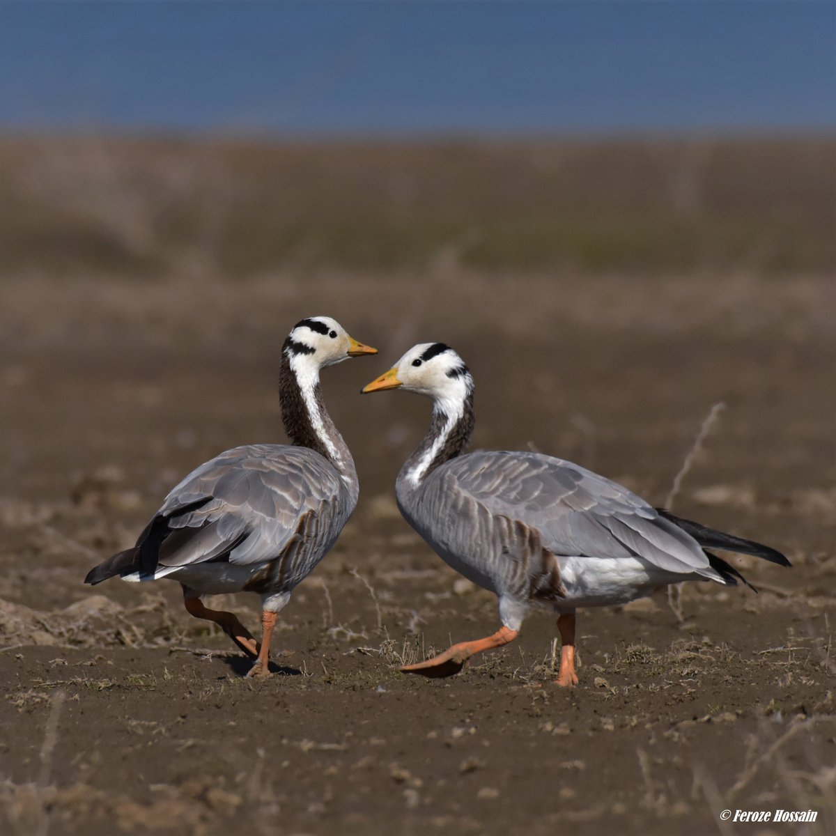 Migratory birds usually reach Jawai, India in the month of November and are likely to stay till March, escaping the heat throughout the world. Bar-headed geese can reach high altitudes during their migration... bit.ly/30RJXLC
#varawalleopardcamp #jawaisafaris #jawaibirds