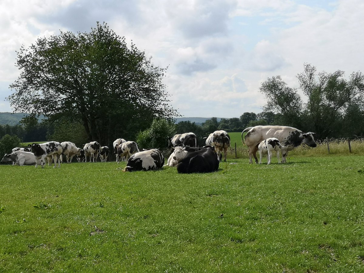 RobSlakhorst's tweet photo. Prachtige Groene Wissels nr 332 wandeling van 14 km vanuit Romantic Hotel ''Het Gulpdal''  #Slenaken door het #Gulpdal via #Beutenaken en #Billinghuizen en aan het eind bij #UitspanningSAMEN ff uitrusten met een drankje en een overheerlijk broodje. https://t.co/0XiKIaXrDx