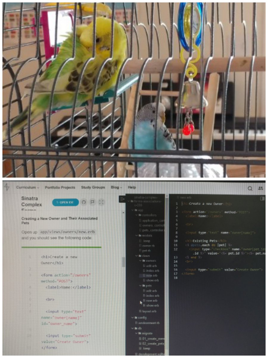 code_a_chrome's tweet image. What a fun #Ruby #Sinatra lab on complex forms to get back to my software dev groove to reach my dreams and goals.
I even added the #budgies we adopted to the database! Day 1 / #60DaysofCode @FlatironSchool