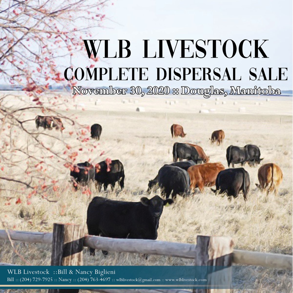 The decision is made! We will disperse our red &amp; black Simmental program on Nov. 30, 2020 at the farm Douglas, MB.Over 300 head sell, plan to come for a pasture tour this summer,we would be very grateful for your visit #Canadainsimmental #Bohrsonmarketing