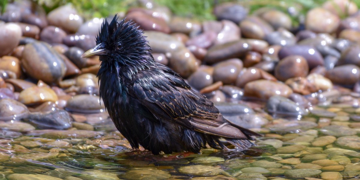 Splish, splash, I was takin' a bath...

#starling #TwitterNatureCommunity #bird #birds #nature #wildlifepond #birding #birdphotography #NaturePhotography #wetbirds #splishsplash #BreakfastBirdwatch