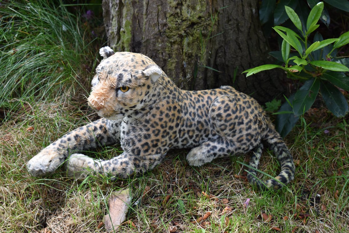 jtgardens's tweet image. Big cats lurking round #RoydenPark take care! #wirralhour @LovelyWirral