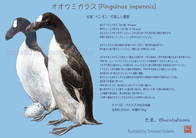 オオウミガラス オオウミガラス