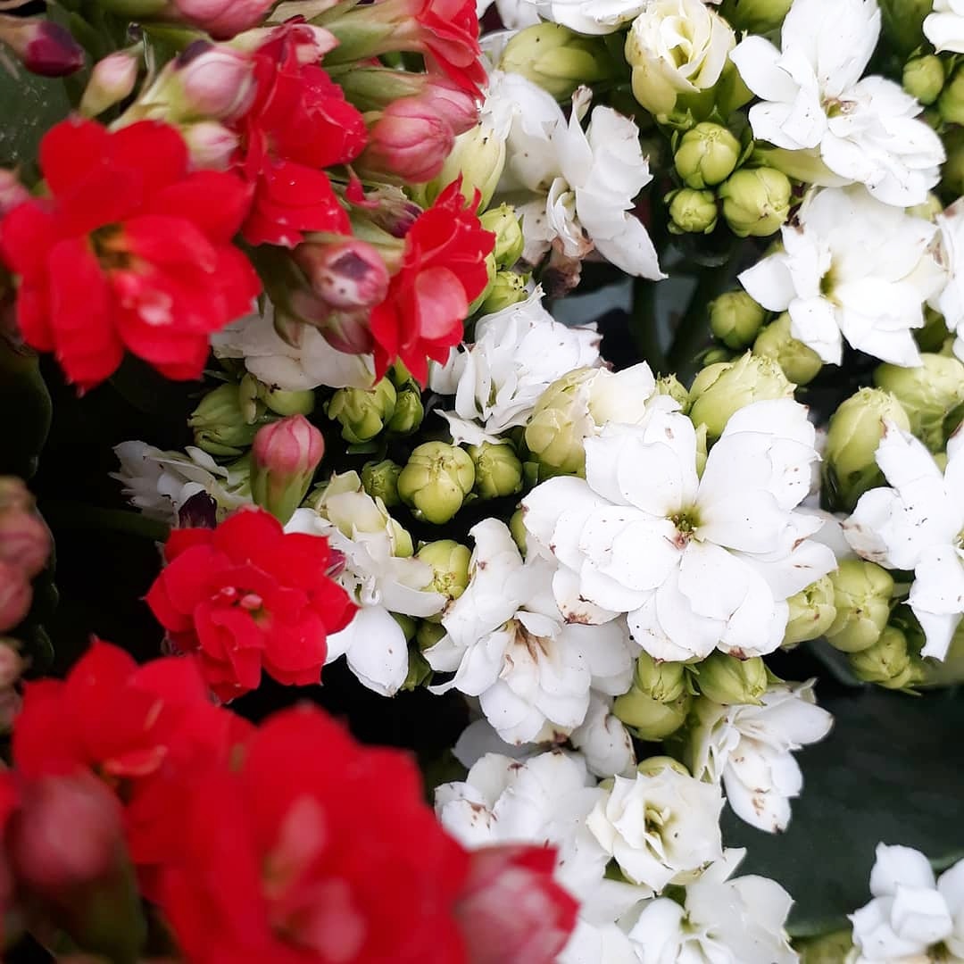NotJustDust1's tweet photo. Someone my current garden colors https://t.co/OzmDbU6Bi6
