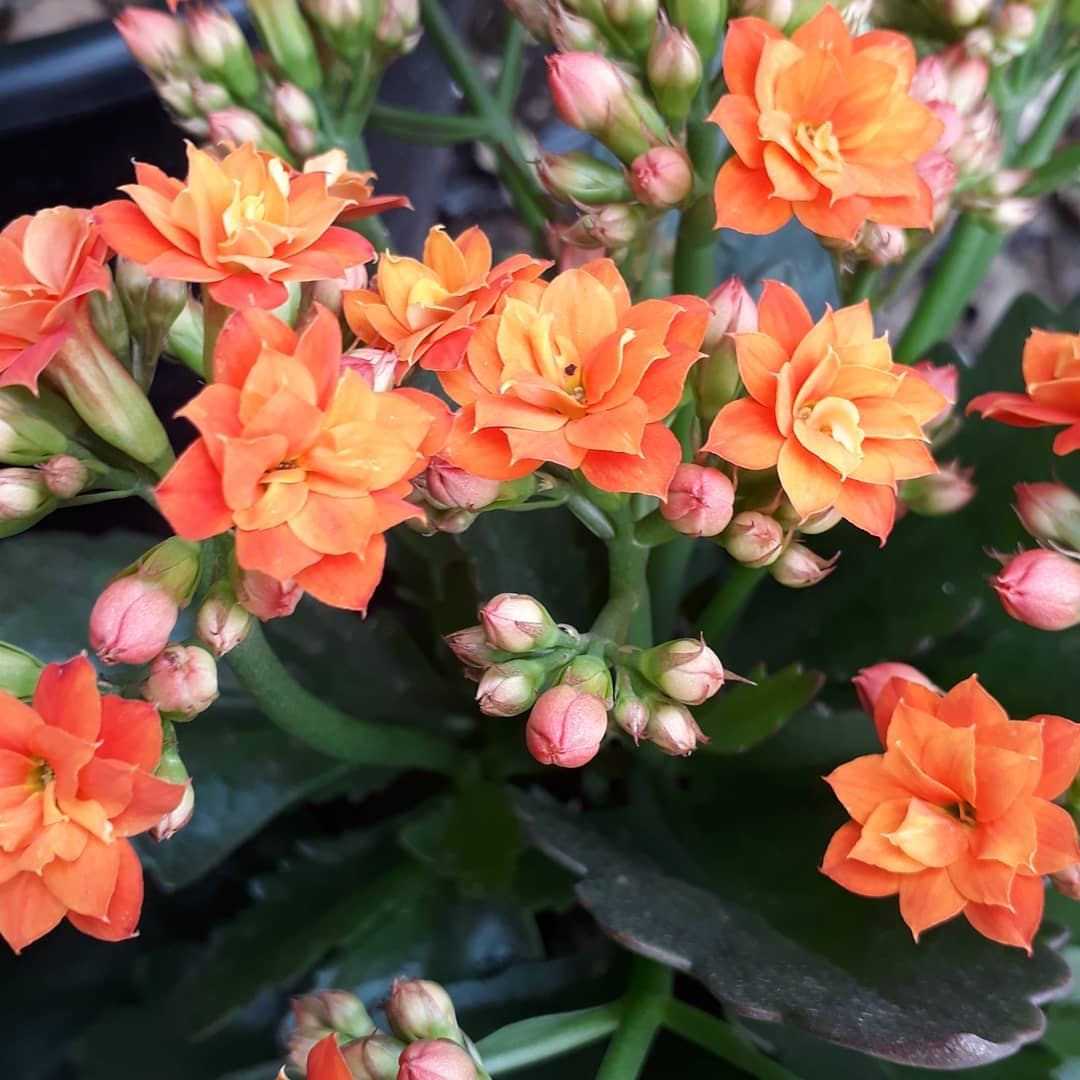 NotJustDust1's tweet photo. Someone my current garden colors https://t.co/OzmDbU6Bi6