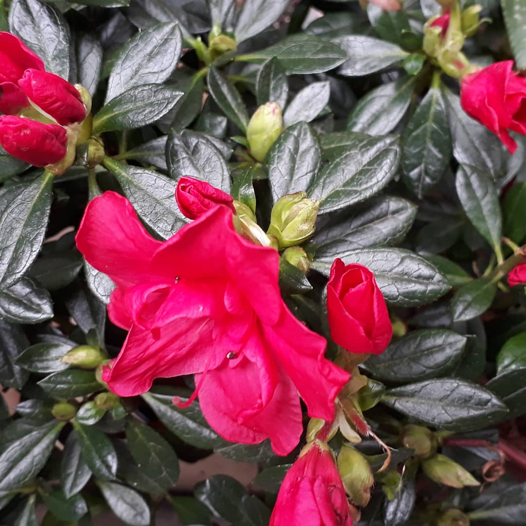 NotJustDust1's tweet photo. Someone my current garden colors https://t.co/OzmDbU6Bi6