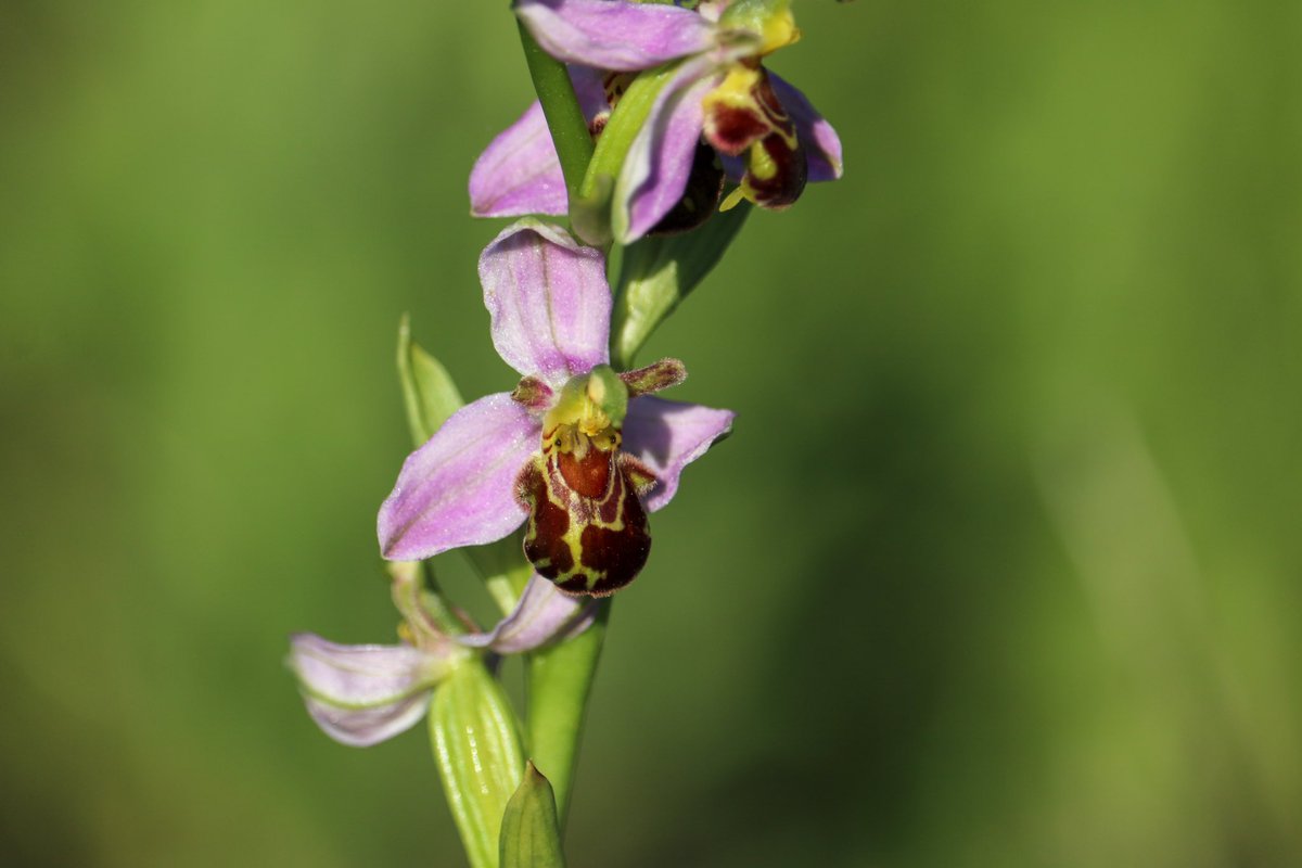 If we left more verges and parks to grow wild, more people would get to meet our wild orchids, and I think that would be pretty neat, don’t you? 🌸

#UrbanNature #SayNoToTheMow